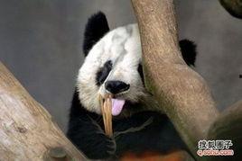 熊猫搞笑对话图,萌态百出，欢乐无限